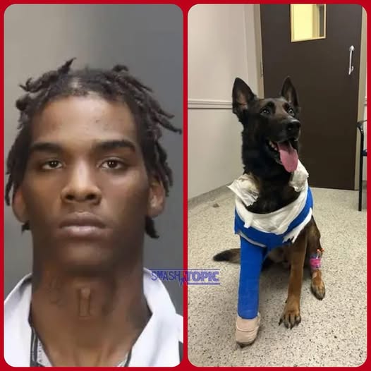 Wounded By Automatic Fire, Hero Police K9 Is Forced Into Retirement; Teen Faces Federal Charges